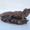 Bronze Tuatara