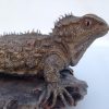 Bronze Tuatara Right Face