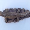 Bronze Tuatara